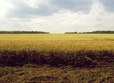 linux如何分辨是否是虚拟机
